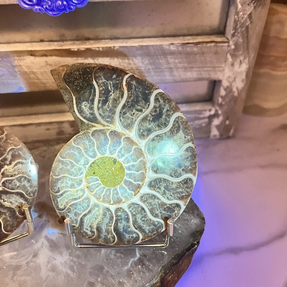 Dendritic Ammonite Pair - Picture 4 of 8